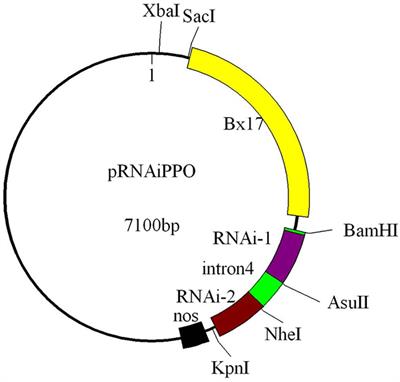 Functional analysis of polyphenol oxidase 1 gene in common wheat